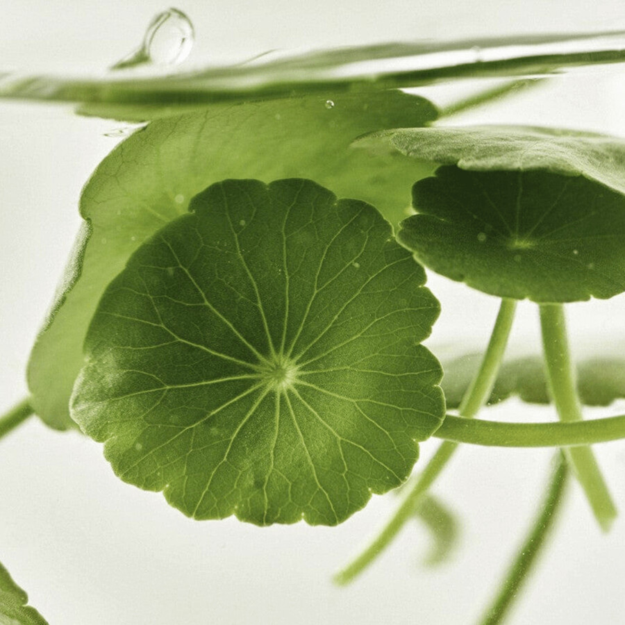 licht auf serum centella vita c